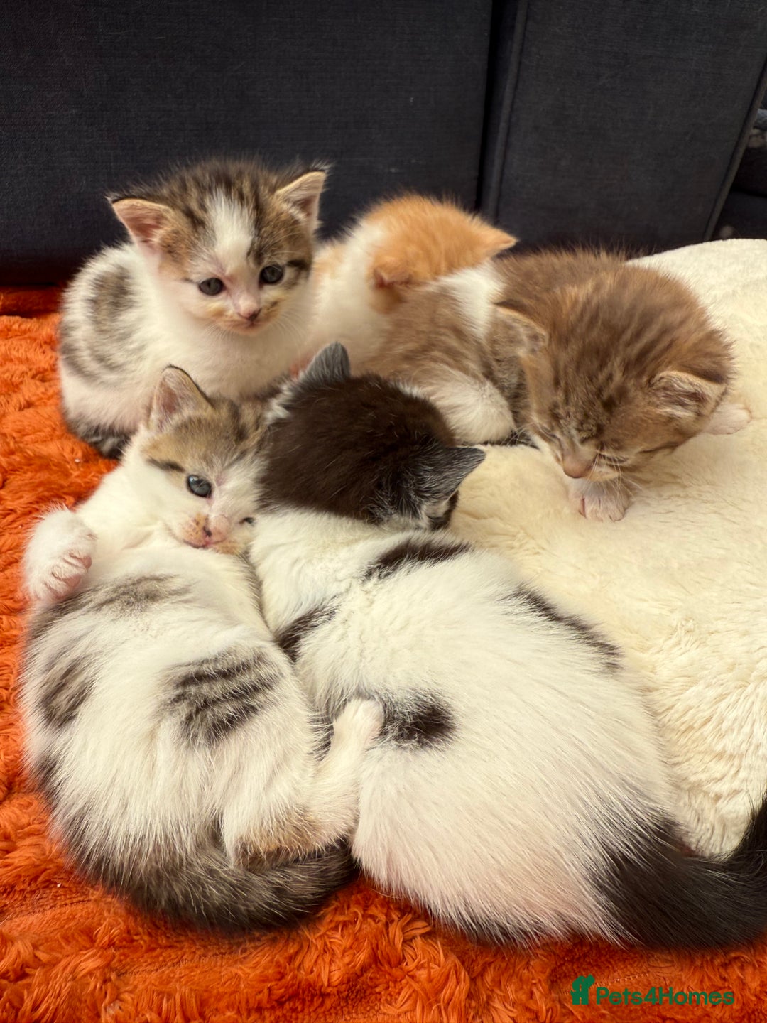 Norwegian Forest Cat cats for sale: 5 beautiful friendly boys - Image 11