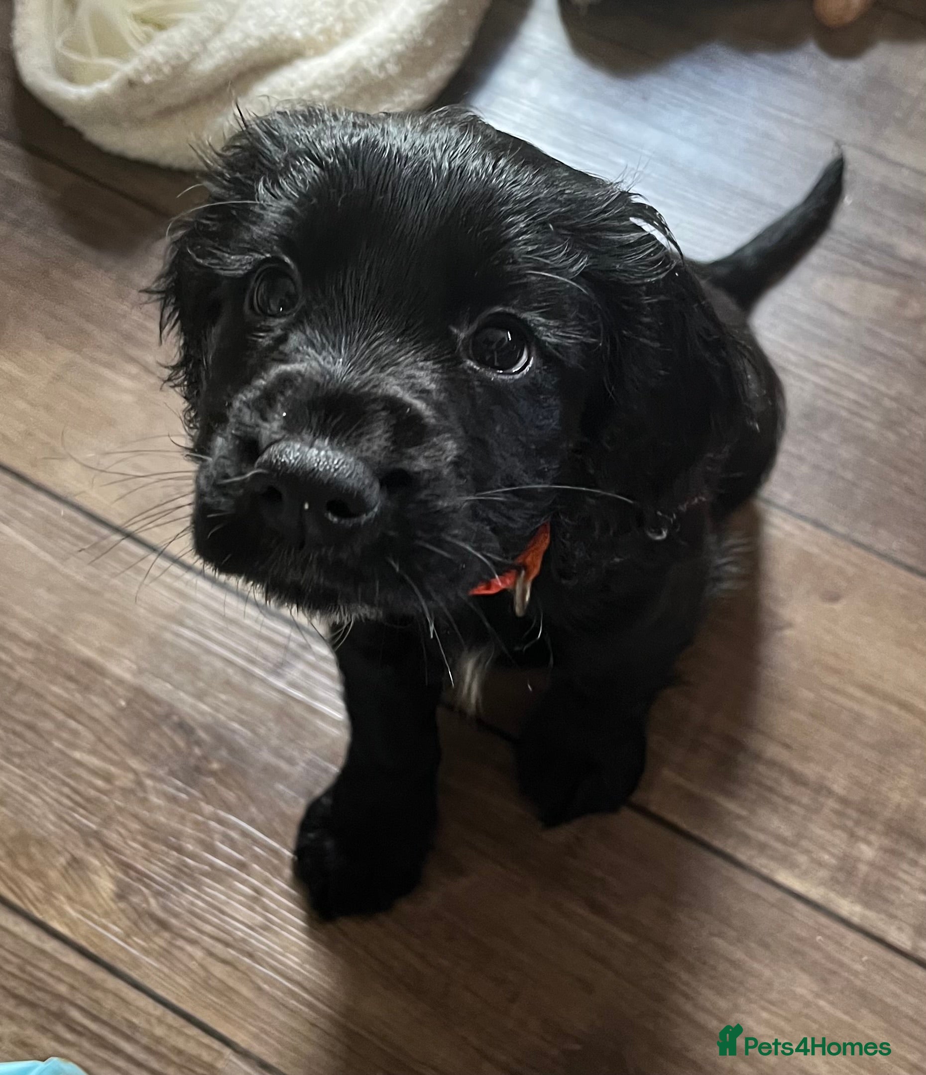 Cocker Spaniel dogs Working Cocker Spaniel Pups - Advert 2