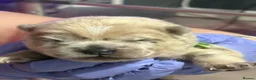 Chow Chow dogs for sale: Chow chow puppies  - Advert 5