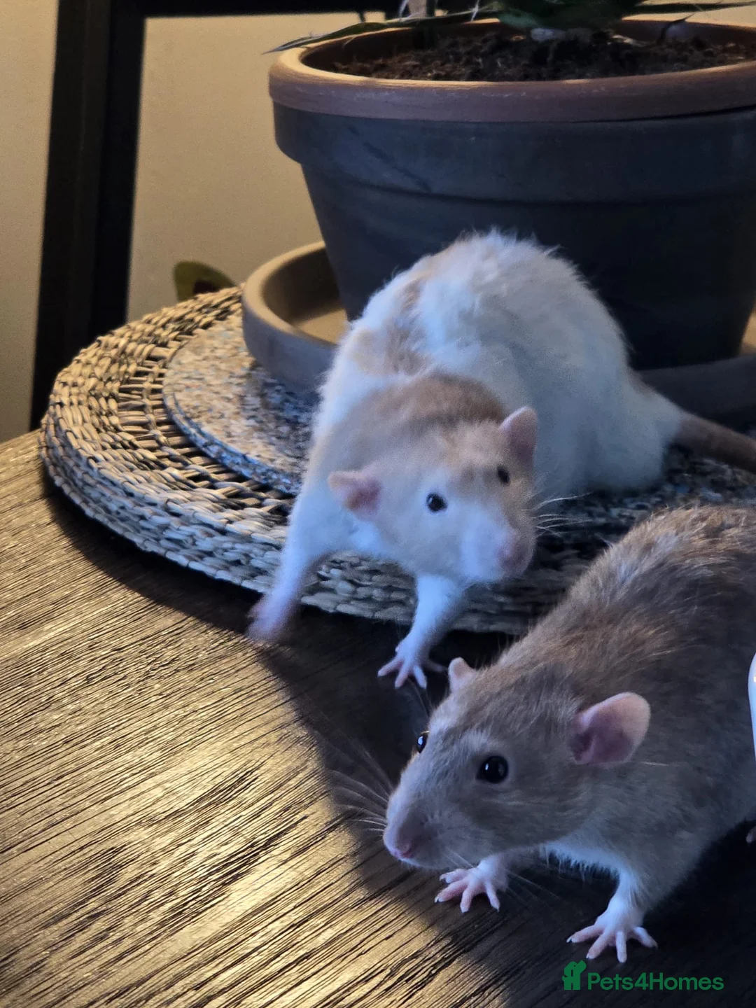 Rat rodents for sale: 4x male rats 6 months old for rehoming - Advert 1