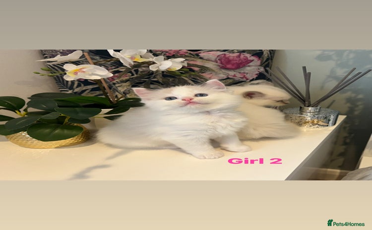 Ragdoll cats Champion Lines Beautiful Ragdoll Kittens  - Advert 5