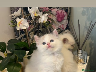 Ragdoll cats Champion Lines Beautiful Ragdoll Kittens - Advert 4