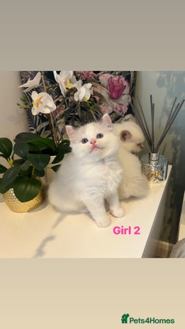 Ragdoll cats Champion Lines Beautiful Ragdoll Kittens - Advert 5