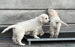 Golden Retriever dogs for sale: Stunning Puppies Ready Now (Updated pics) - Image 15