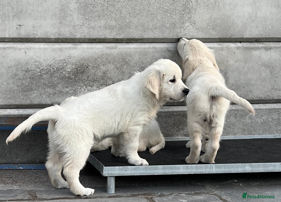 Golden Retriever dogs for sale: Stunning Puppies Ready Now (Updated pics) - Image 15