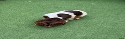 English Springer Spaniel dogs for sale:  OUR LOVELY ANNIE LOOKING FOR A VERY SPECIAL HOME in Doncaster - Advert 5