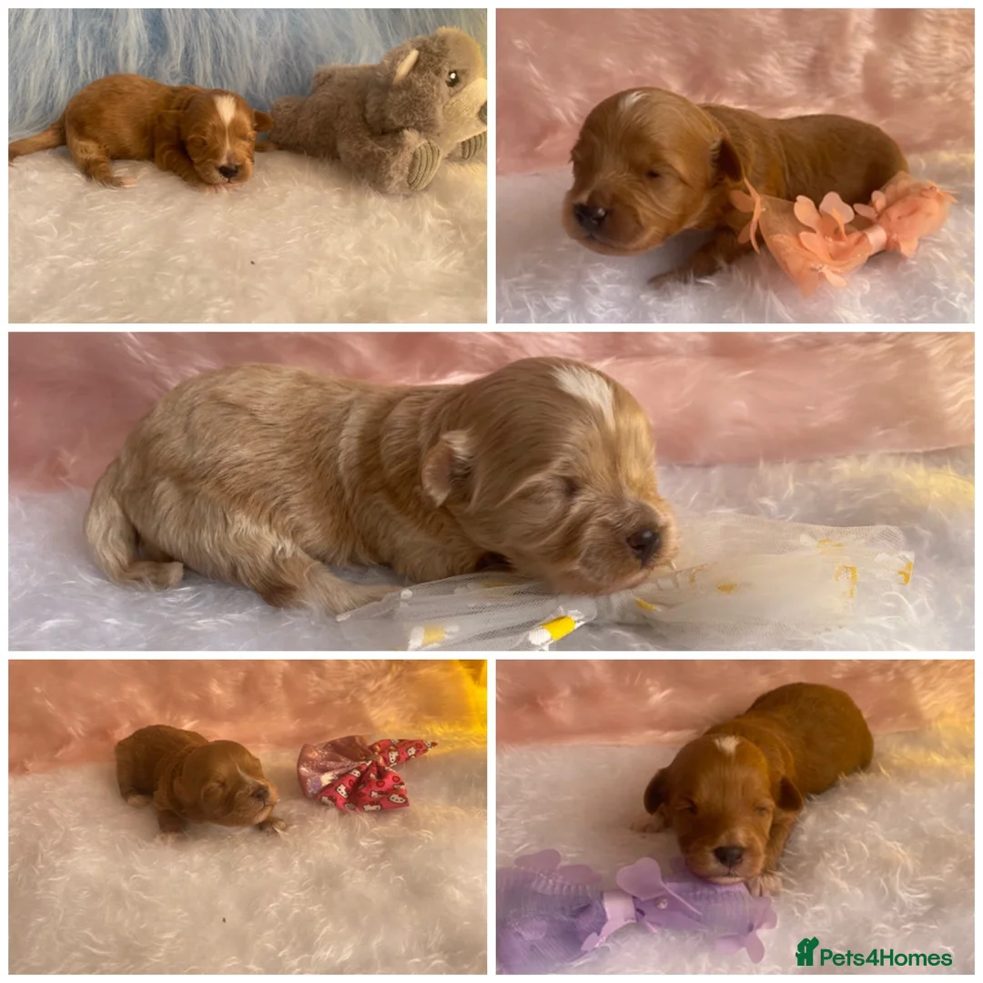 Maltipoo dogs for sale: Extensively DNA tested Asian maltipoo puppies  - Advert 2