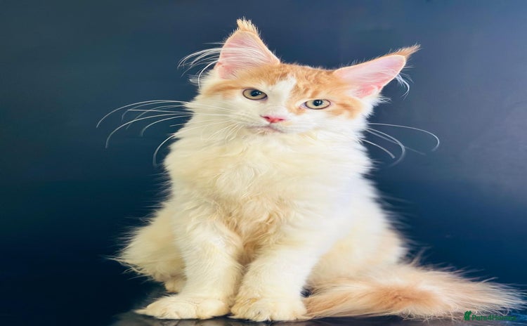 Maine Coon cats - Advert 15