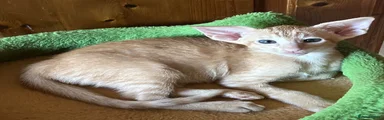 Oriental 1 Red female kitten