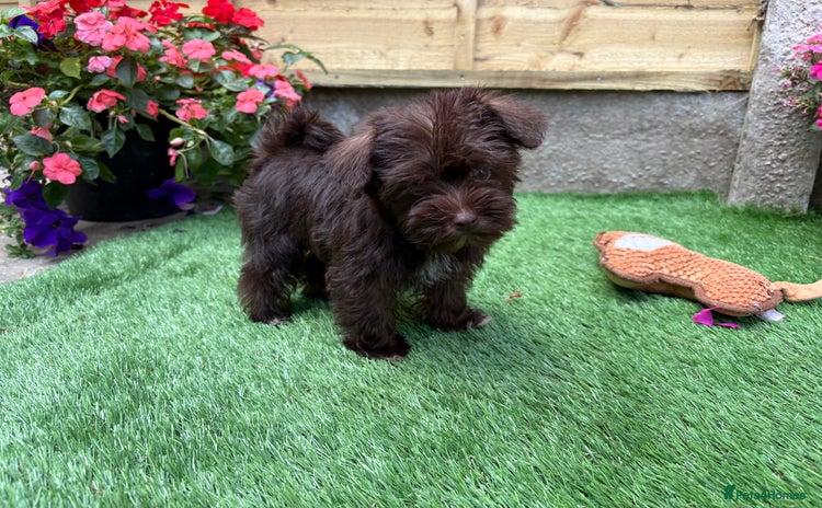 Miniature Schnauzer dogs - Advert 3