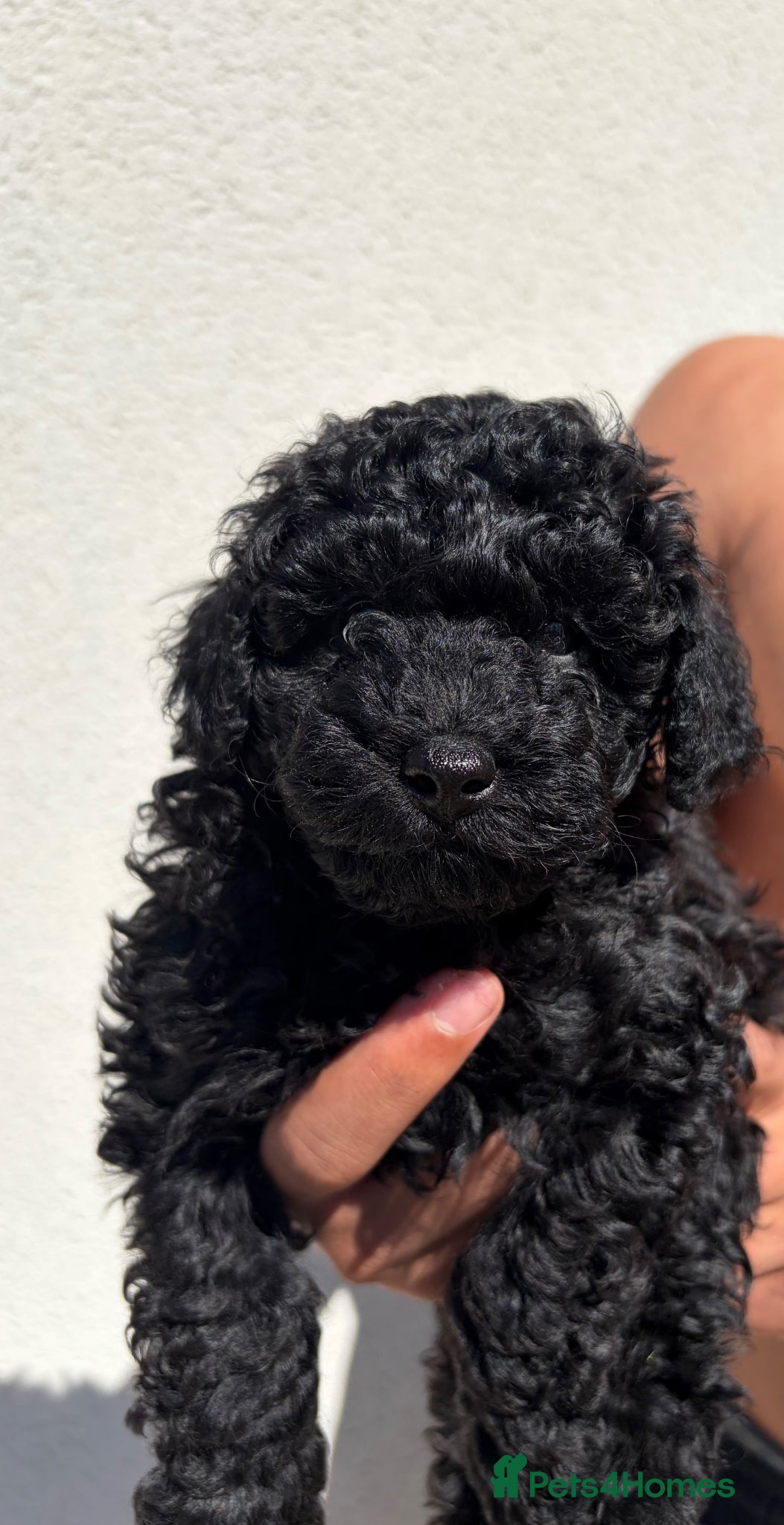Toy Poodle dogs Gorgeous pedigree toy poodle puppies  - Advert 8