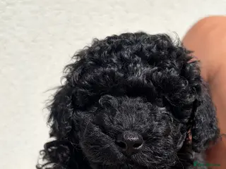 Toy Poodle dogs Gorgeous pedigree toy poodle puppies - Advert 8
