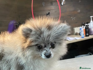 Pomeranian dogs Super cute sassy poms - Advert 2