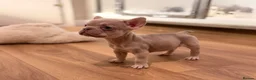French Bulldog dogs for sale: 🐾 6 Beautiful KC Registered French Bulldog Puppys - Advert 21