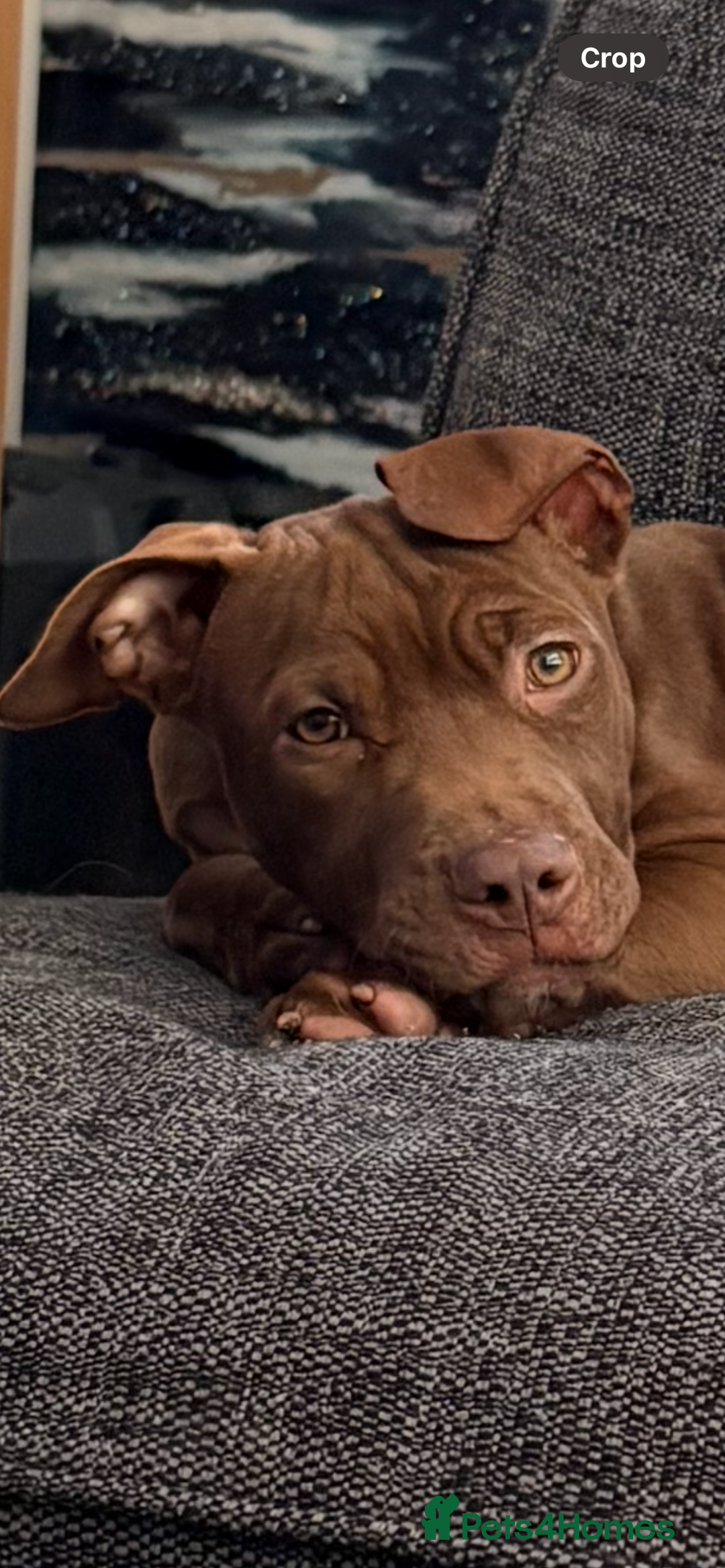 Mixed Breed dogs for sale: Bully cross puppy - Advert 6