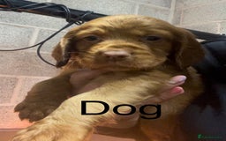 Cocker Spaniel dogs for sale: Make Working cocker spaniel puppies  - Image 5