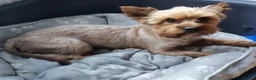 Yorkshire Terrier dogs for sale: Yorkshire Terrier Puppies - Advert 5