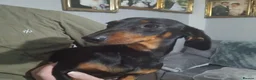 Dachshund dogs for sale: Dachshund puppies in Omagh - Advert 6