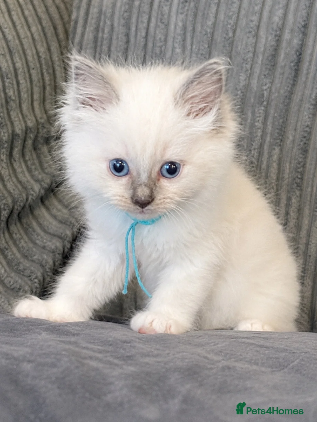 Ragdoll cats for sale: 🩷READY TO LEAVE NOW💙 - Advert 2