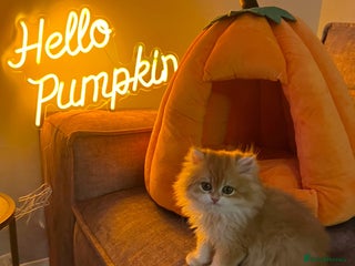 British Shorthair cats 💕Golden Shaded ny12 Longhair Girl 💕 - Advert 2