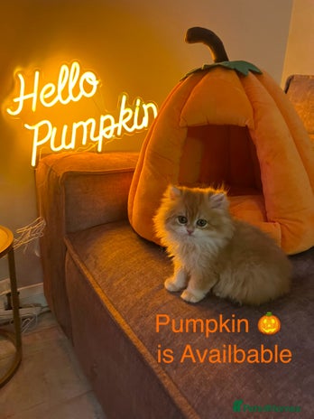 British Shorthair cats 💕Golden Shaded ny12 Longhair Girl 💕 - Advert 2