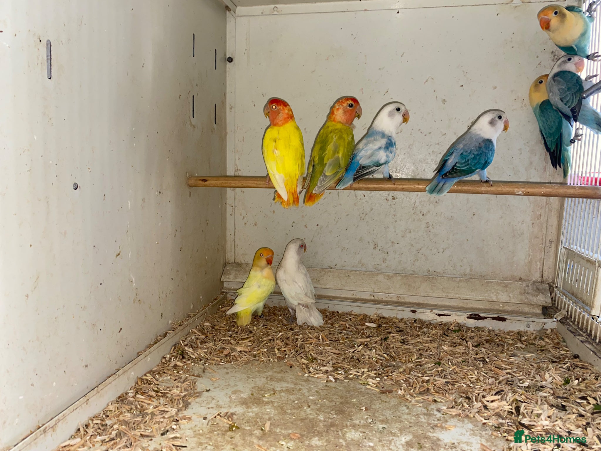 Lovebirds birds Fischer’s and peach face lovebirds  - Advert 4