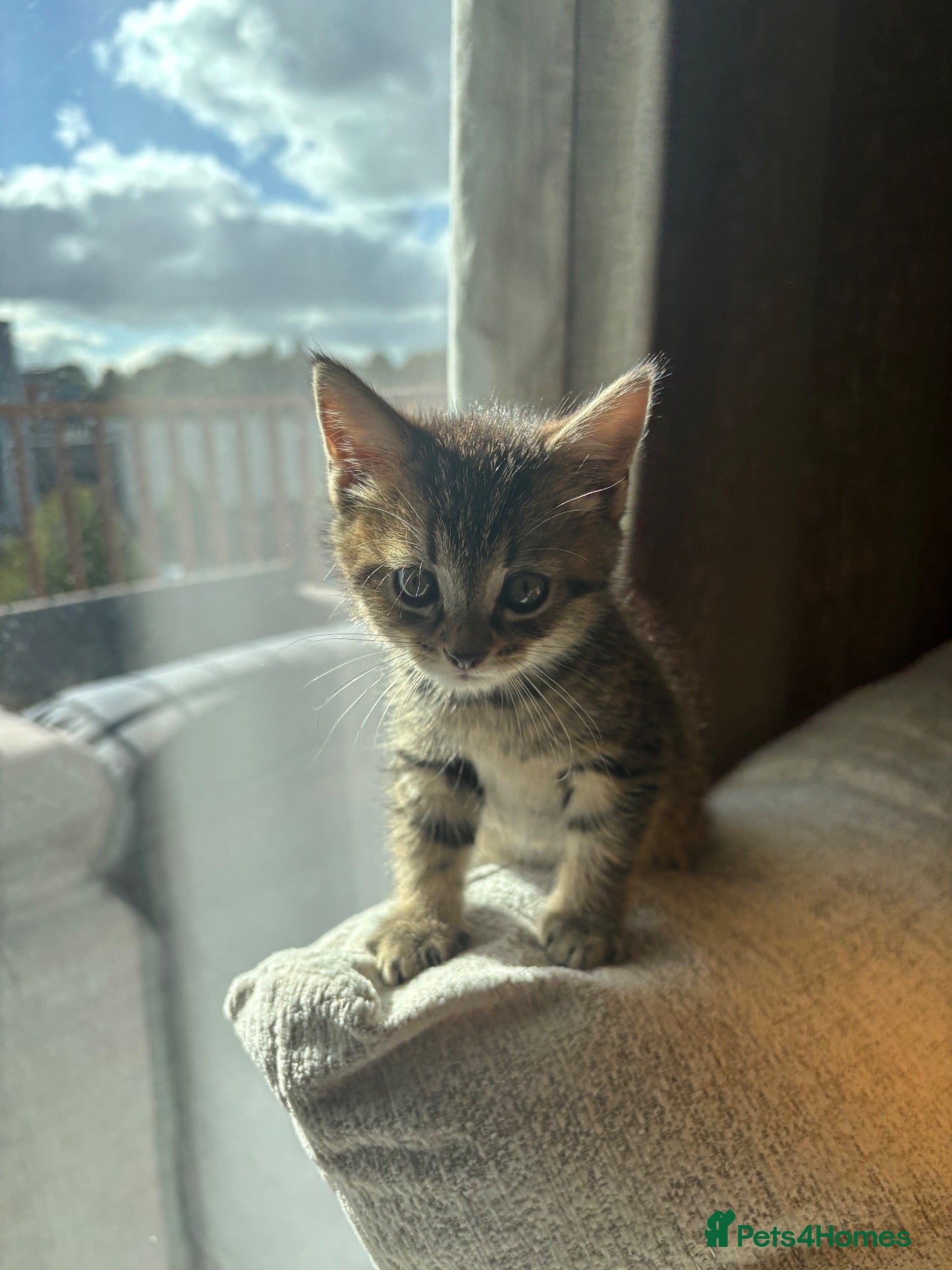 Mixed Breed cats Tabby cat  - Advert 5