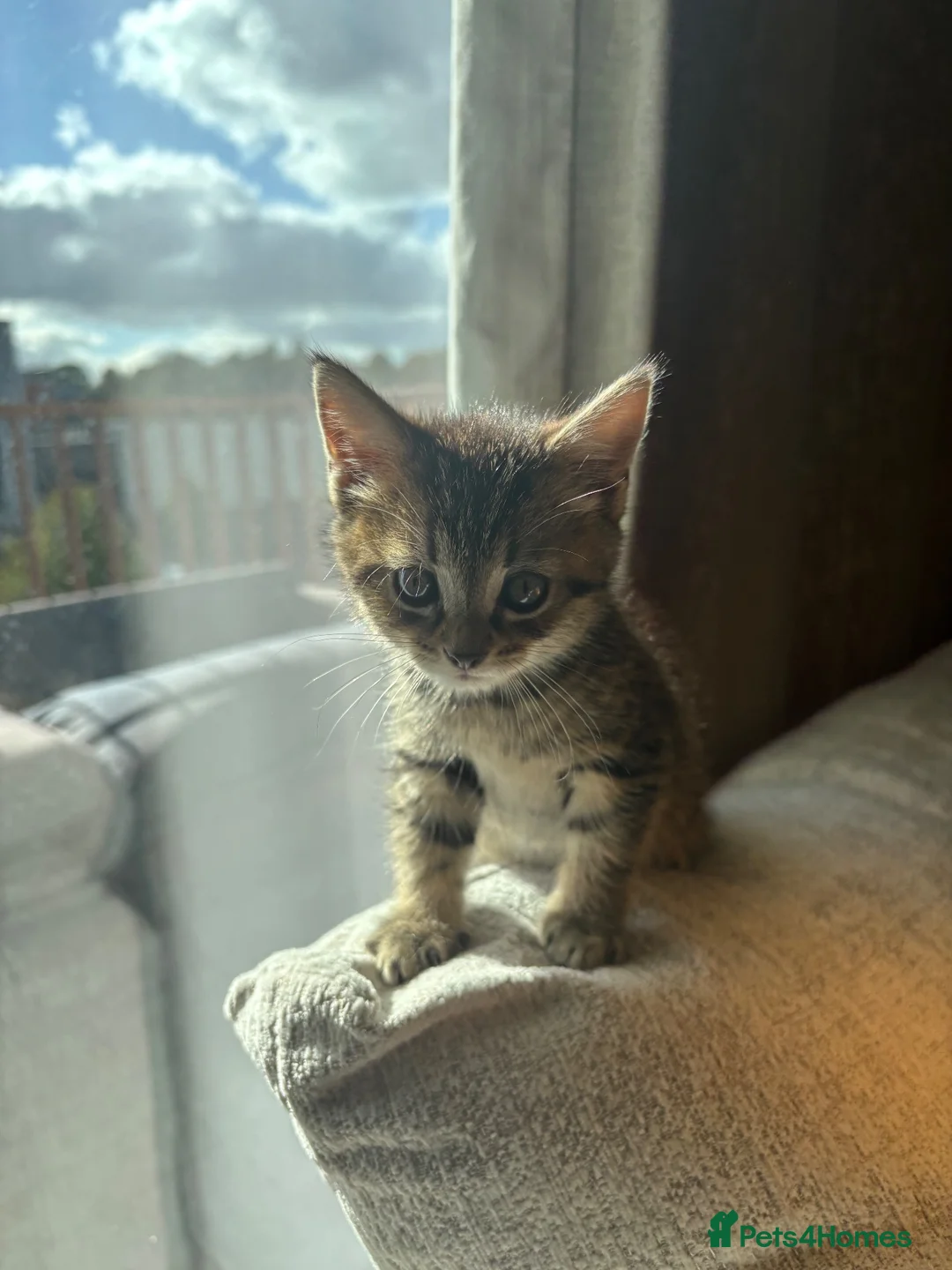 Mixed Breed cats for sale: Tabby cat  - Advert 1