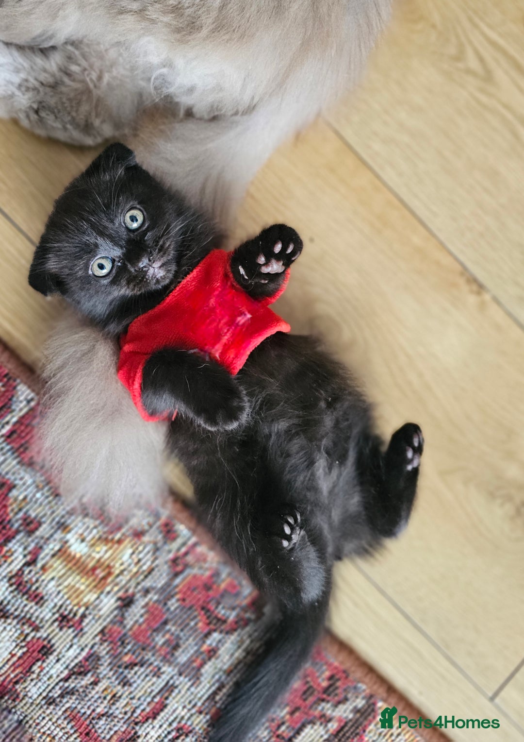 Mixed Breed cats for sale: Scottish Fold Kittens! Ready for loving home - Image 15