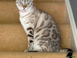 Bengal cats Snow Lynx Bengal sisters - Advert 1