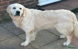 Golden Retriever dogs for sale: Champion line KC reg Golden Retriever pups - Image 19