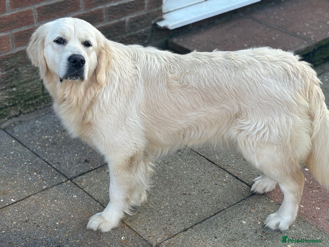 Golden Retriever dogs for sale: Champion line KC reg Golden Retriever pups - Image 19