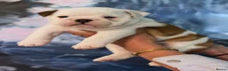 English Bulldog dogs for sale: Beautiful female English Bulldog  - Advert 3