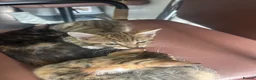 Mixed Breed cats for sale: 2 kittens - 1 boy, 1 girl in Swadlincote - Advert 2