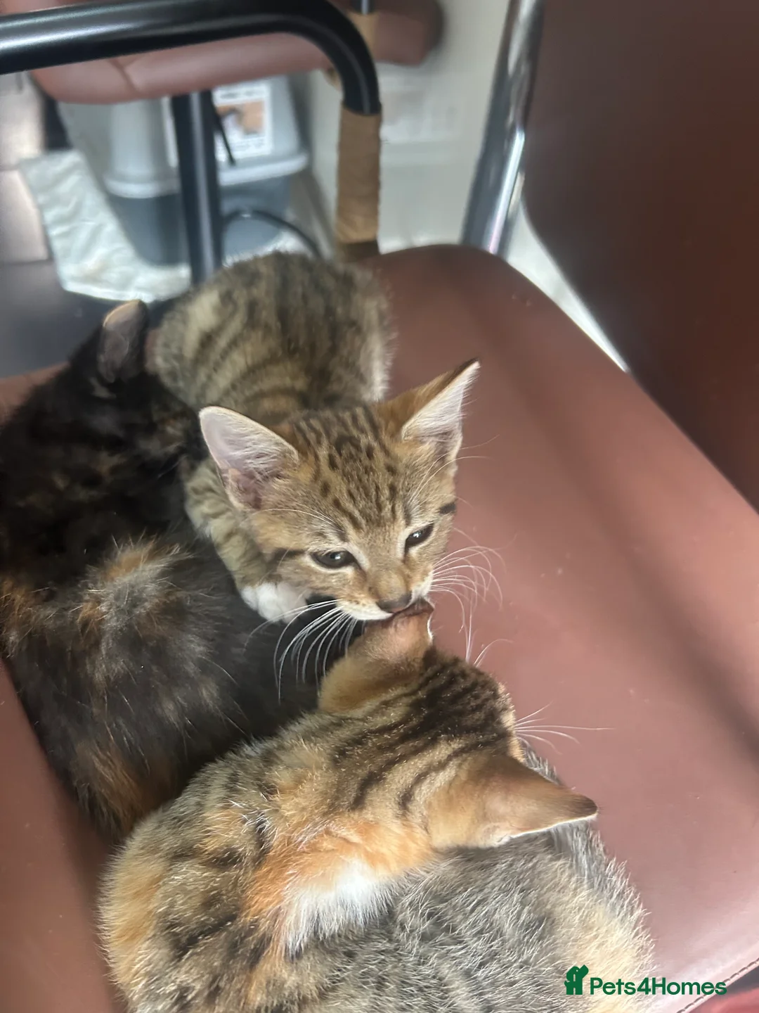 Mixed Breed cats for sale: 2 kittens - 1 boy, 1 girl in Swadlincote - Advert 2