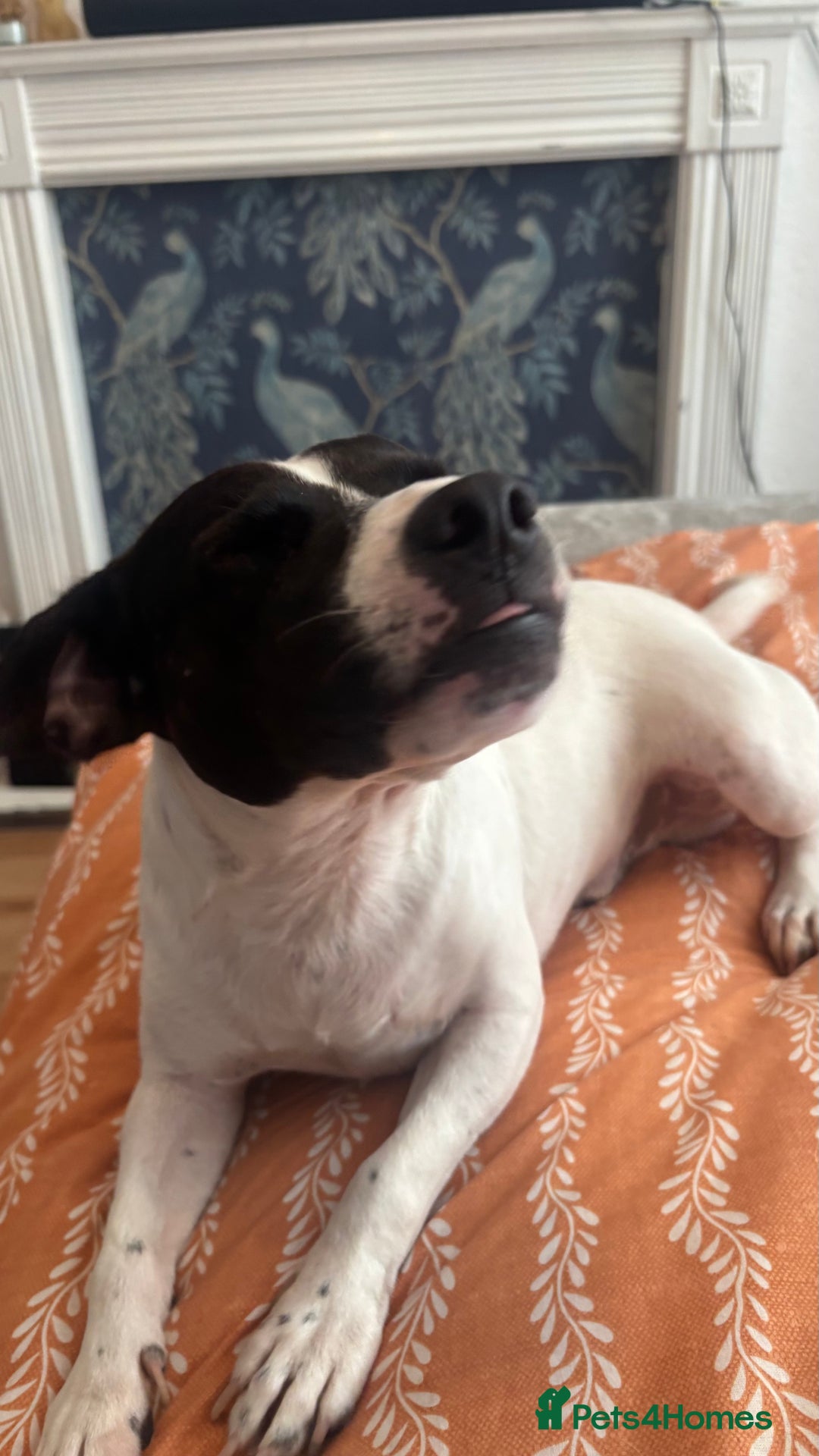 Mixed Breed dogs for sale: Eddie  - Advert 6