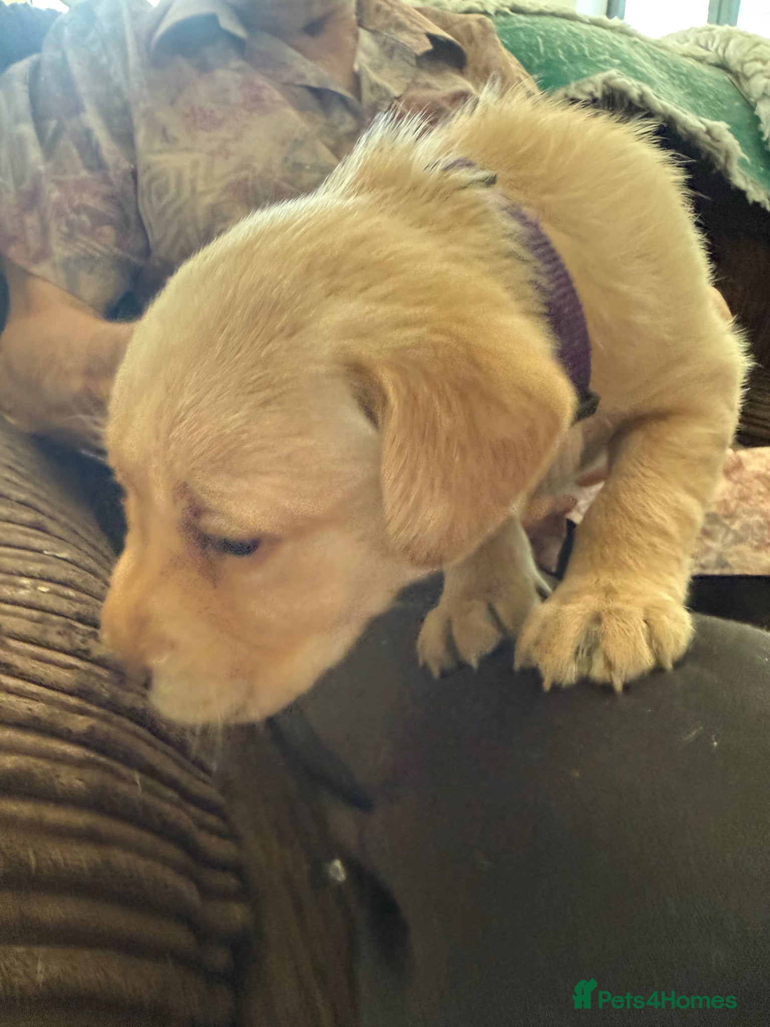 Labrador Retriever dogs K.C.Reg Superb Labrador Puppies - Advert 2
