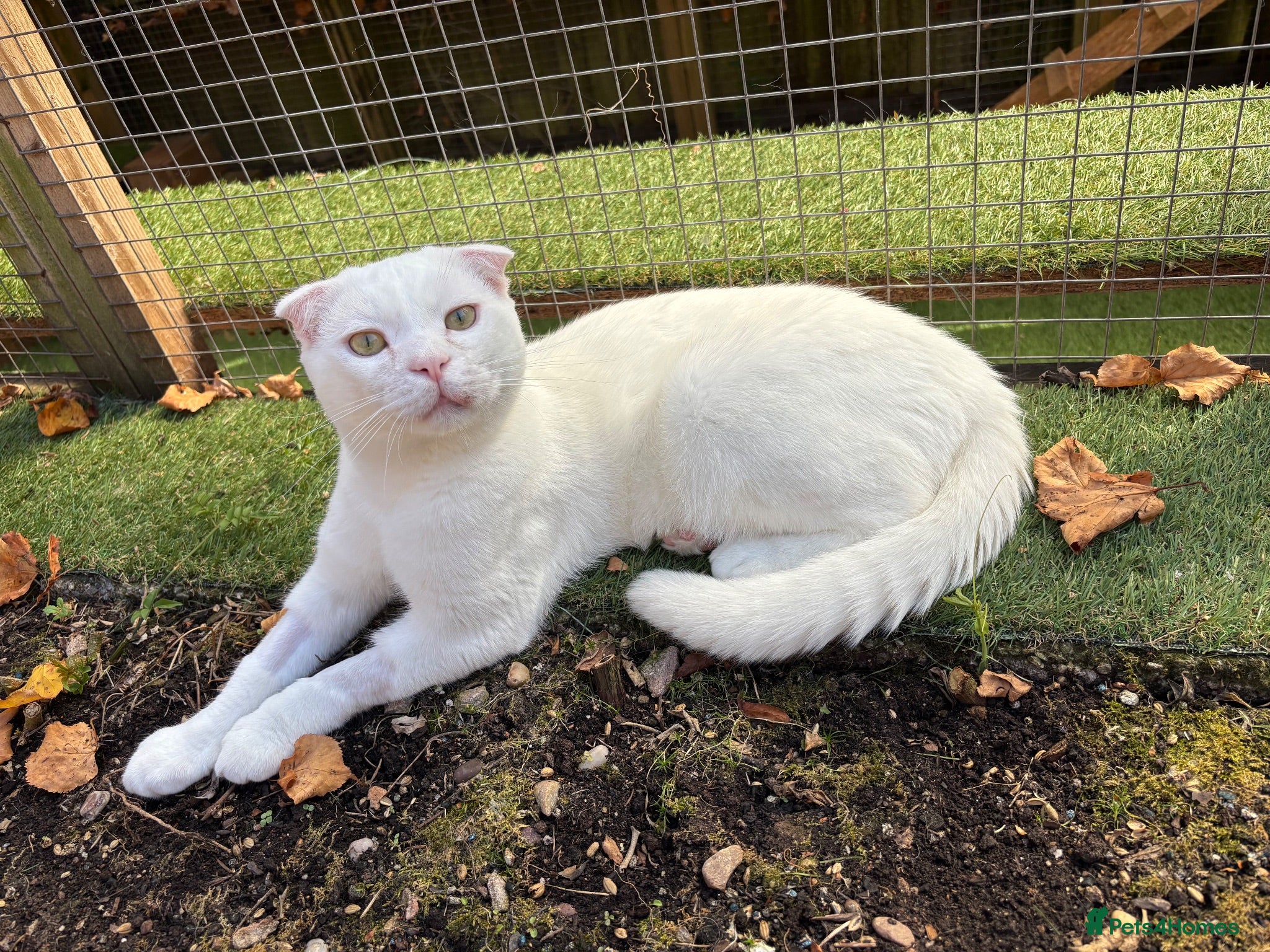 Scottish Fold cats Pure white Scottish Fold Dobby   - Advert 2