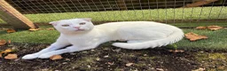 Scottish Fold cats for sale: Pure white Scottish Fold Dobby & odd eye Cyclops  - Advert 11