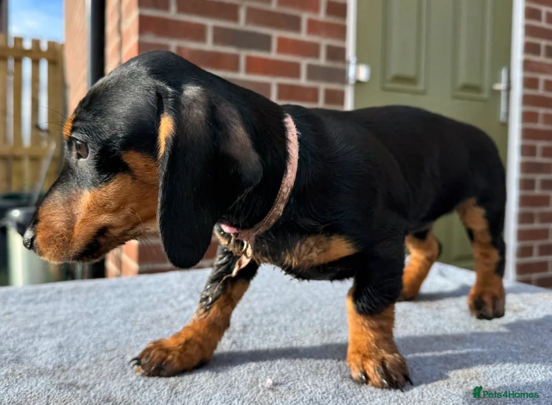 Dachshund dogs for sale: Dachshund puppies standard, wired-haired & smooth - Advert 20