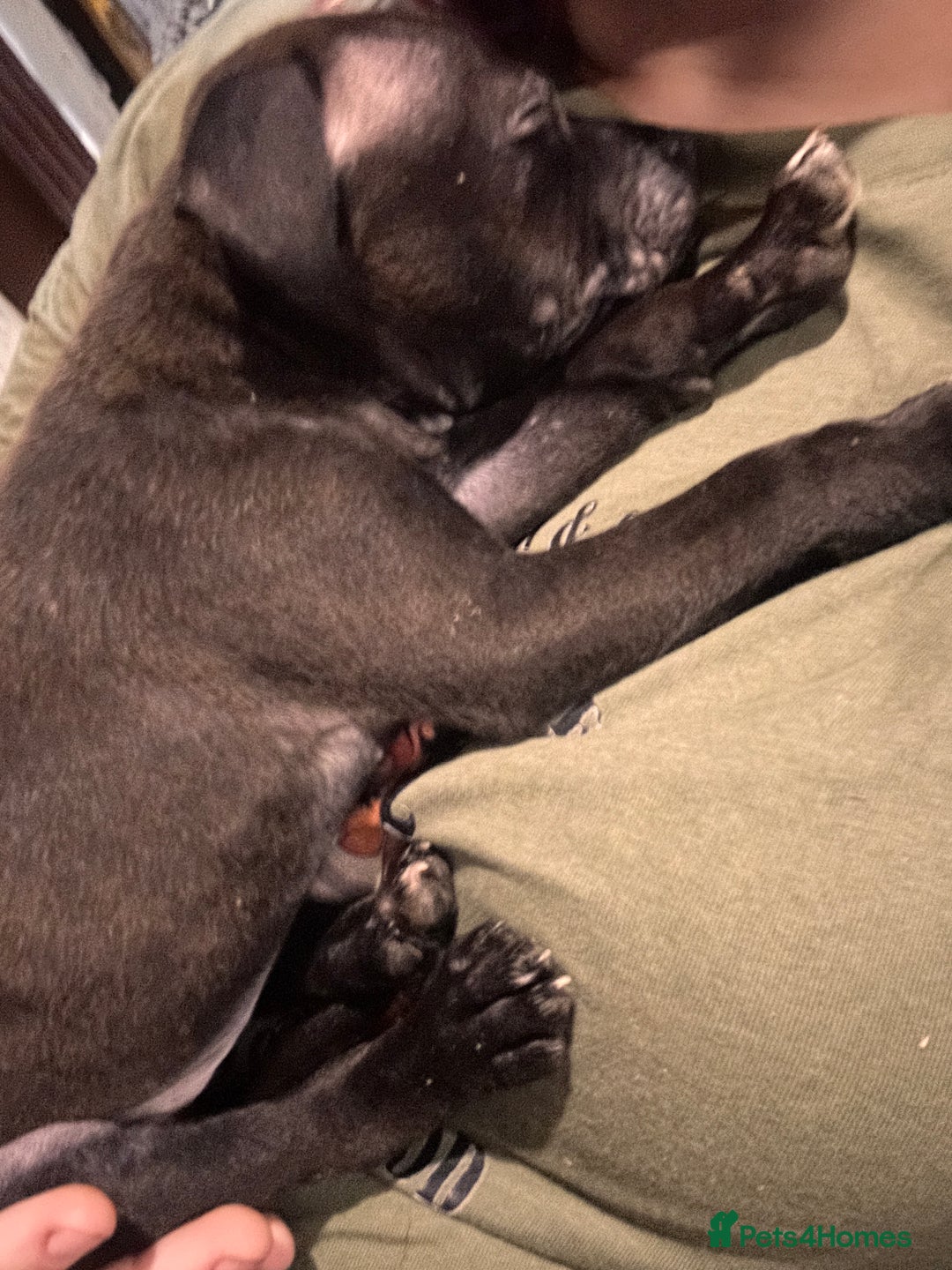Staffordshire Bull Terrier dogs for sale: GORGEOUS STAFFY PUPPES 8WeeK. - Image 3