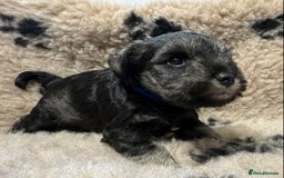 Miniature Schnauzer dogs for sale: Beautiful miniature schnauzers pups - Image 7