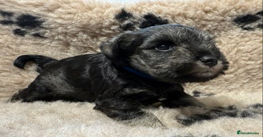 Miniature Schnauzer dogs - Advert 2