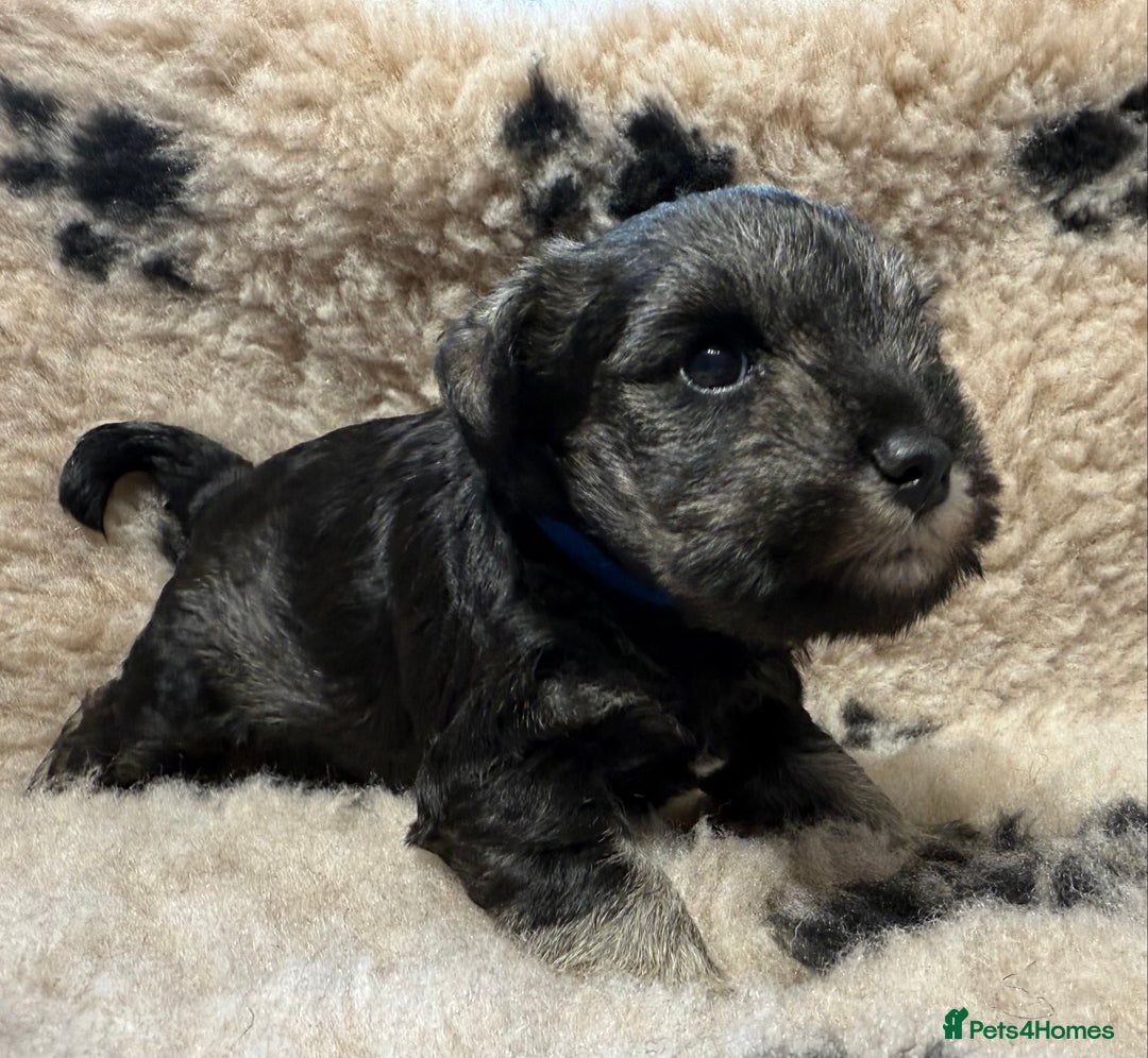 Miniature Schnauzer dogs for sale: Beautiful miniature schnauzers pups - Image 7