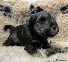 Miniature Schnauzer dogs - Advert 2