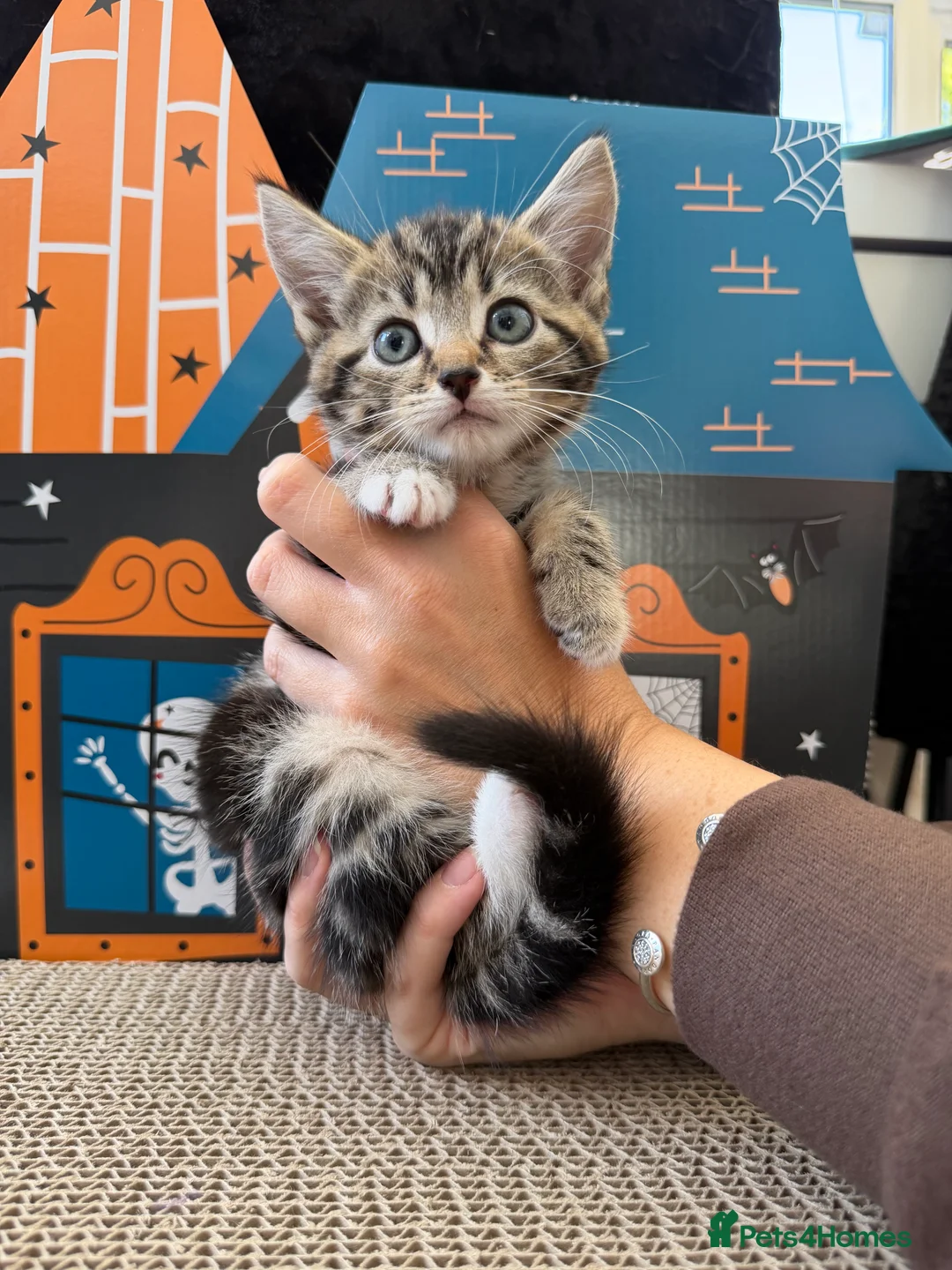 Mixed Breed cats for sale: Beautiful tabby kittens for sale  in Brighton - Advert 2