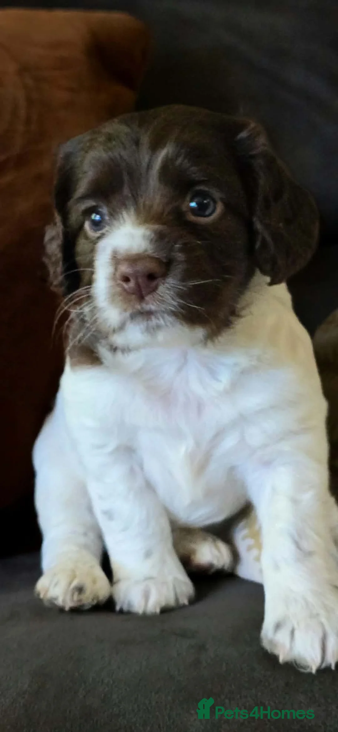 Cocker Spaniel dogs for sale: Working cocker spaniel puppies in Radstock - Advert 4