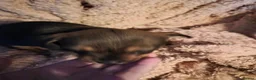 Chiweenie dogs for sale: Chiweenies  - Advert 11