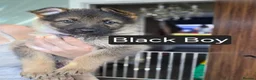 German Shepherd dogs for sale: German Shepherd puppy's  - Advert 5