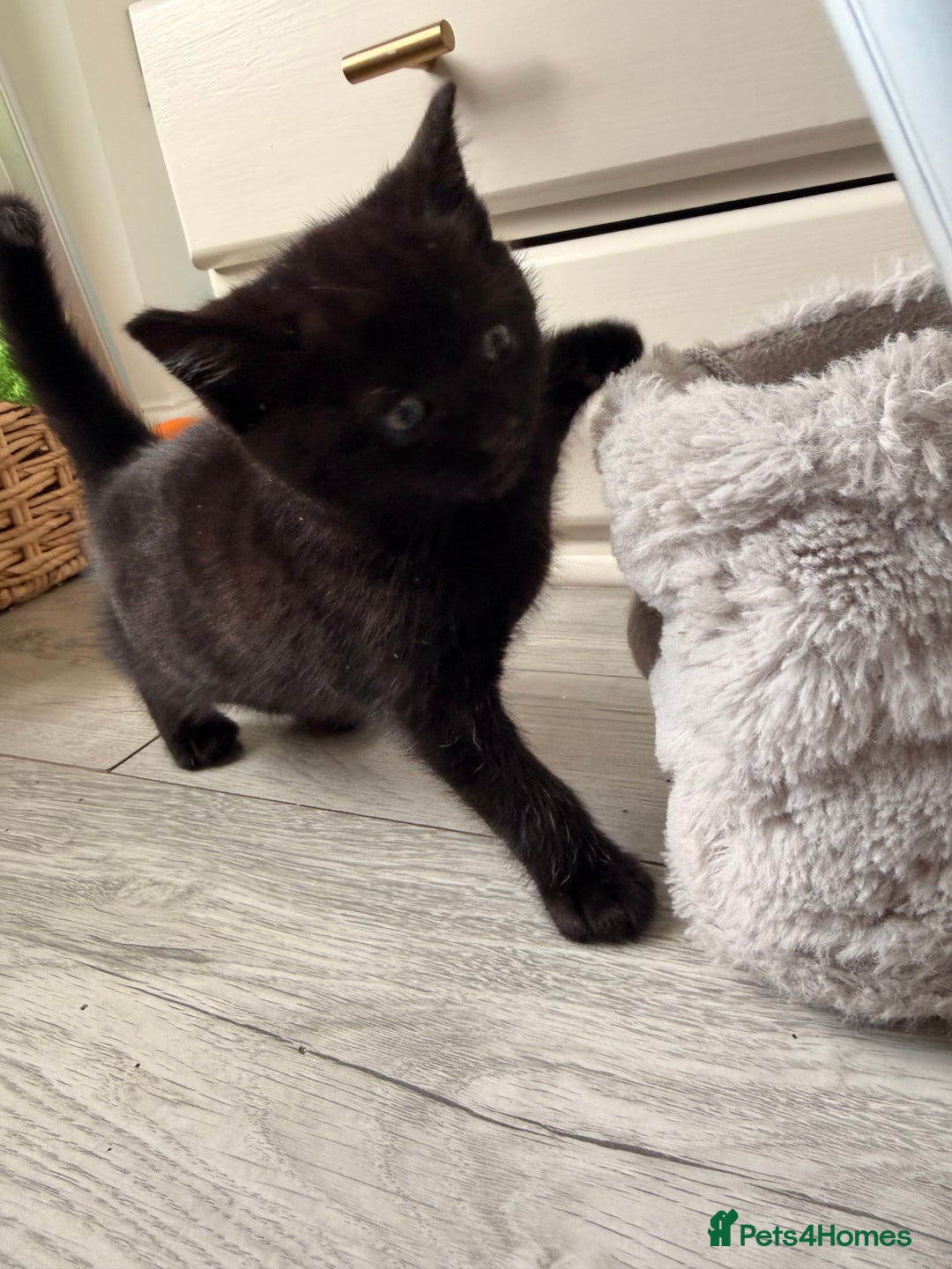 British Shorthair cats for sale: 2 female tabby kittens  - Advert 6